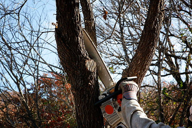 How Our Tree Care Process Works  in  Pleasant Run, OH