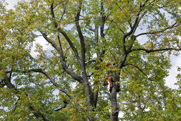 Mulching Services in Pleasant Run, OH